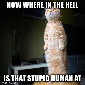 NOW WHERE IN THE HELL IS THAT STUPID HUMAN AT | made w/ Imgflip meme maker