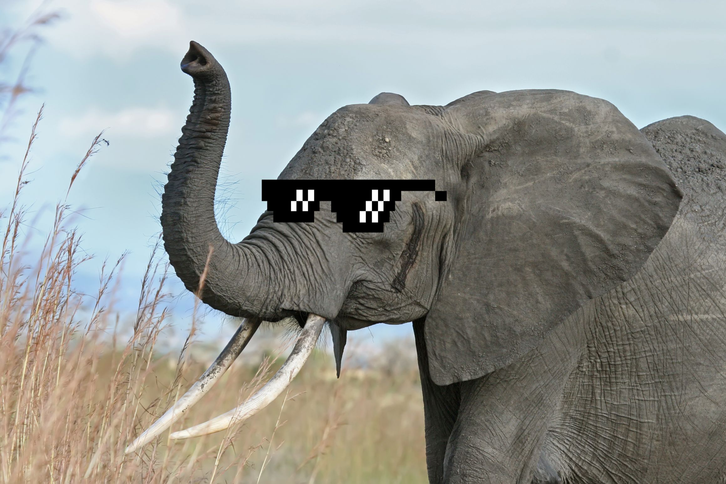 High Quality Elephant Blank Meme Template