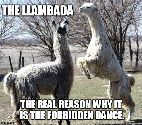 Dirty dancing ... llama style. | THE LLAMBADA THE REAL REASON WHY IT IS THE FORBIDDEN DANCE. | image tagged in llamas | made w/ Imgflip meme maker