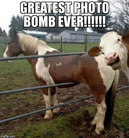 Image tagged in holy cow photo bomb - Imgflip