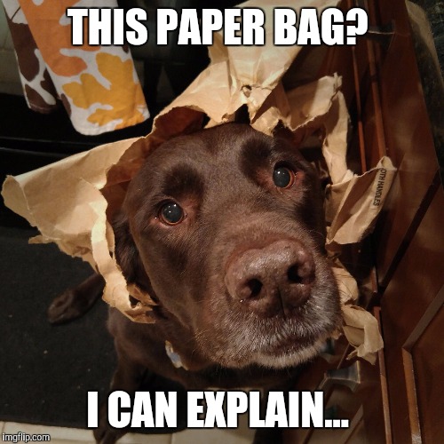 THIS PAPER BAG? I CAN EXPLAIN... | image tagged in chuckie the chocolate lab | made w/ Imgflip meme maker