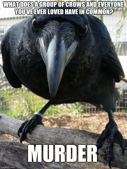 WHAT DOES A GROUP OF CROWS AND EVERYONE YOU'VE EVER LOVED HAVE IN COMMON? MURDER | image tagged in birds,animals,murder,scary,crow | made w/ Imgflip meme maker
