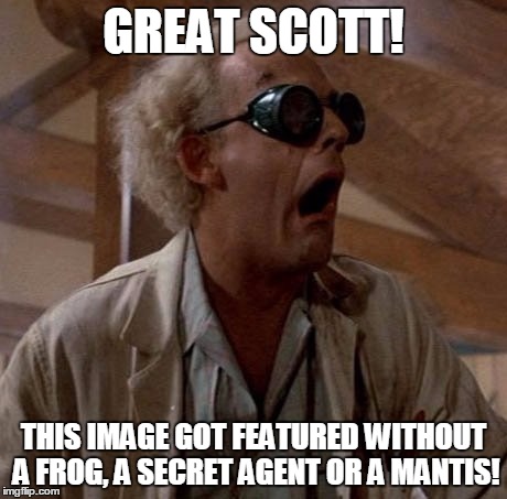 GREAT SCOTT! THIS IMAGE GOT FEATURED WITHOUT A FROG, A SECRET AGENT OR A MANTIS! | image tagged in doc brown,great scott | made w/ Imgflip meme maker