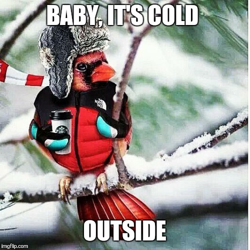 Snowbird | BABY, IT'S COLD OUTSIDE | image tagged in snowbird | made w/ Imgflip meme maker