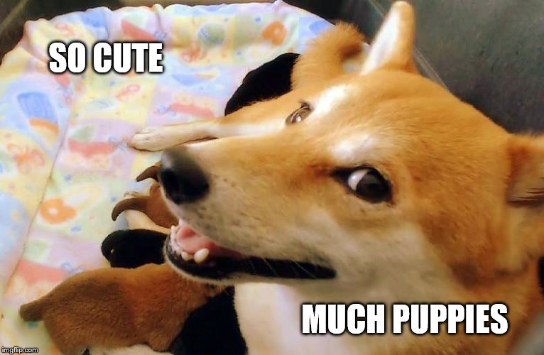 SO CUTE MUCH PUPPIES | image tagged in momma doge | made w/ Imgflip meme maker