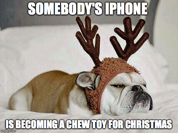 SOMEBODY'S IPHONE IS BECOMING A CHEW TOY FOR CHRISTMAS | image tagged in dog | made w/ Imgflip meme maker