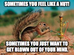 SOMETIMES YOU FEEL LIKE A NUT! SOMETIMES YOU JUST WANT TO GET BLOWN OUT OF YOUR MIND. | image tagged in squirrel,stoned | made w/ Imgflip meme maker