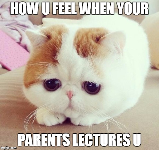 Sad Cat | HOW U FEEL WHEN YOUR PARENTS LECTURES U | image tagged in sad cat | made w/ Imgflip meme maker