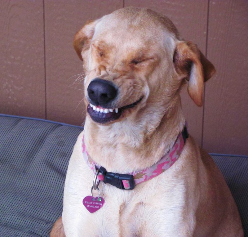 High Quality laughing dog Blank Meme Template