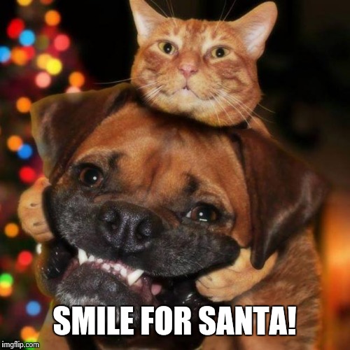 dogs an cats | SMILE FOR SANTA! | image tagged in dogs an cats | made w/ Imgflip meme maker
