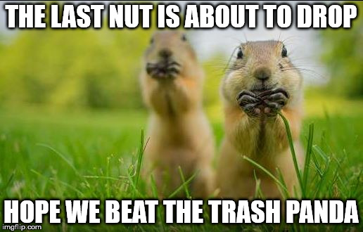 THE LAST NUT IS ABOUT TO DROP HOPE WE BEAT THE TRASH PANDA | image tagged in the last nut | made w/ Imgflip meme maker
