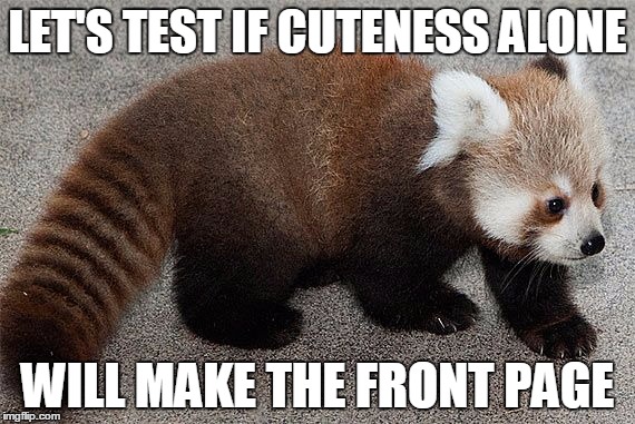 Lesser Panda | LET'S TEST IF CUTENESS ALONE WILL MAKE THE FRONT PAGE | image tagged in lesser panda,cute,memes | made w/ Imgflip meme maker