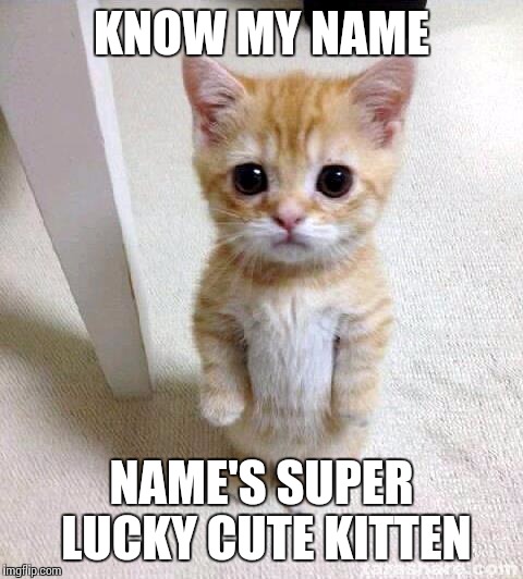 Cute Cat Meme | KNOW MY NAME NAME'S SUPER LUCKY CUTE KITTEN | image tagged in memes,cute cat | made w/ Imgflip meme maker