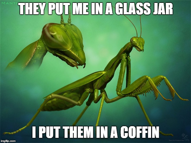 Mantis Kyle | THEY PUT ME IN A GLASS JAR I PUT THEM IN A COFFIN | image tagged in memes,praying mantis | made w/ Imgflip meme maker
