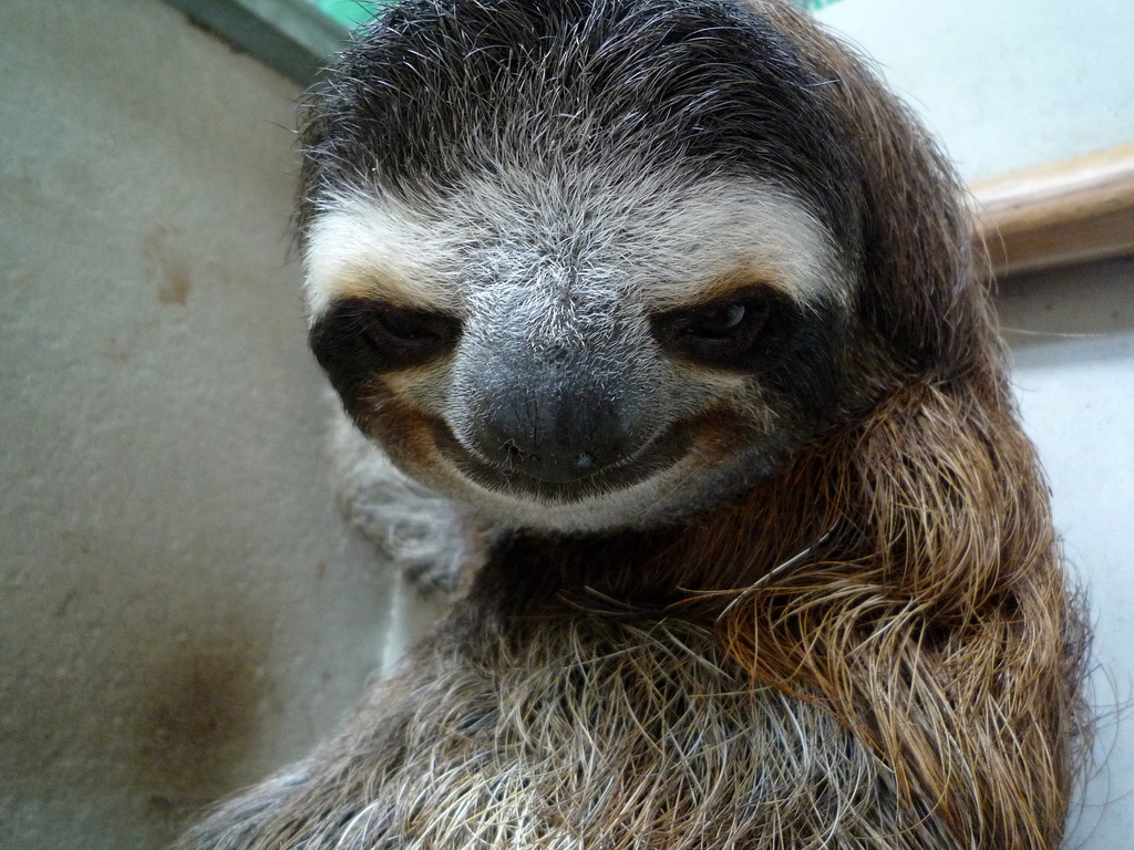 High Quality Sloth Smiling Blank Meme Template