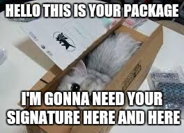 Cute Kittens | HELLO THIS IS YOUR PACKAGE I'M GONNA NEED YOUR SIGNATURE HERE AND HERE | image tagged in cute kittens | made w/ Imgflip meme maker