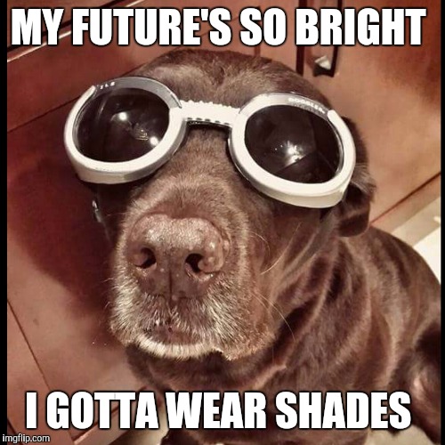 MY FUTURE'S SO BRIGHT I GOTTA WEAR SHADES | image tagged in chuckie the chocolate lab | made w/ Imgflip meme maker