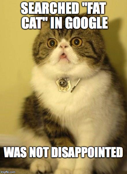 Was NOT disappointed... | SEARCHED "FAT CAT" IN GOOGLE WAS NOT DISAPPOINTED | image tagged in cat,fat,dissapointed,not | made w/ Imgflip meme maker