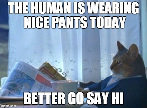 I Should Buy A Boat Cat | THE HUMAN IS WEARING NICE
PANTS TODAY BETTER GO SAY HI | image tagged in memes,i should buy a boat cat | made w/ Imgflip meme maker