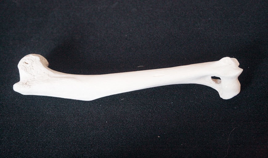 High Quality Humerus Blank Meme Template