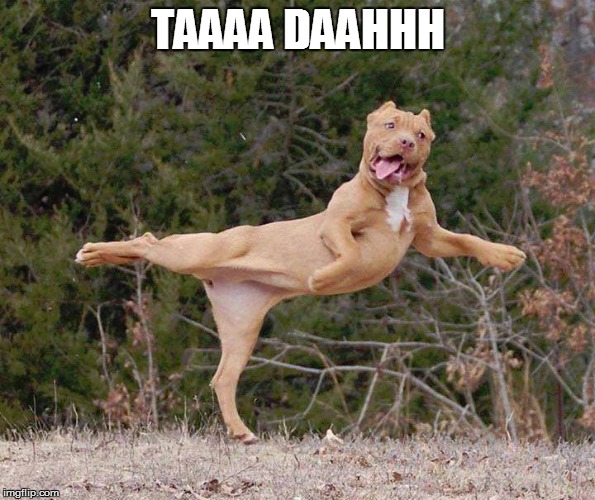 humor | TAAAA DAAHHH | image tagged in funny dogs,funny dancing,pitbull,ballet,humor,dogs | made w/ Imgflip meme maker