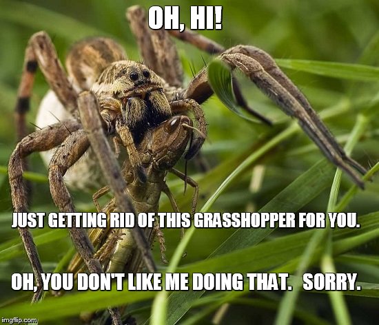 wolf spider | OH, HI! JUST GETTING RID OF THIS GRASSHOPPER FOR YOU. OH, YOU DON'T LIKE ME DOING THAT.   SORRY. | image tagged in spiders | made w/ Imgflip meme maker
