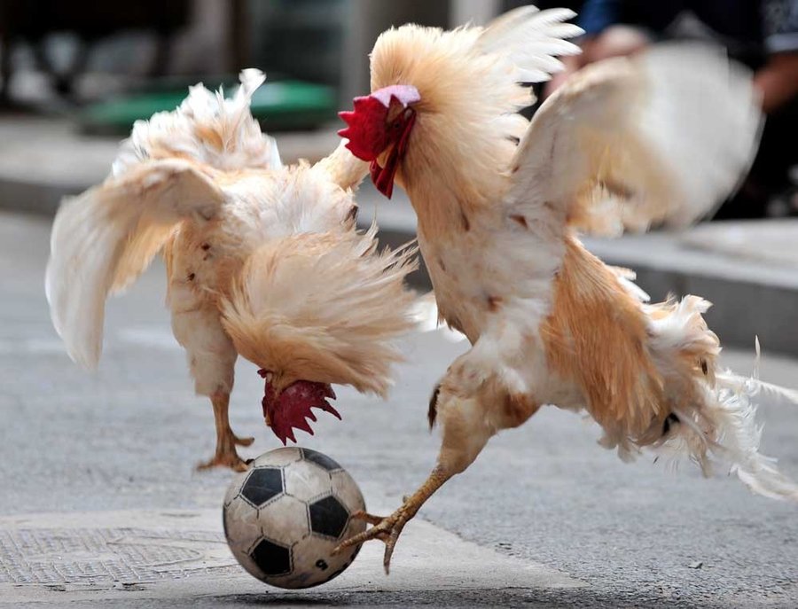 Cock Soccer Blank Meme Template