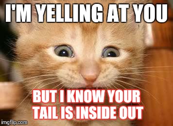 Excited Kitten | I'M YELLING AT YOU BUT I KNOW YOUR TAIL IS INSIDE OUT | image tagged in excited kitten | made w/ Imgflip meme maker