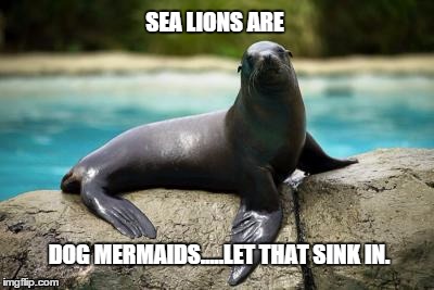 dog mermaids | SEA LIONS ARE DOG MERMAIDS.....LET THAT SINK IN. | image tagged in funny memes | made w/ Imgflip meme maker