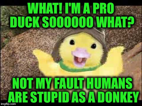 Questioner Duck | WHAT! I'M A PRO DUCK SOOOOOO WHAT? NOT MY FAULT HUMANS ARE STUPID AS A DONKEY | image tagged in questioner duck | made w/ Imgflip meme maker