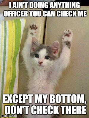 Hands up kitten | I AIN'T DOING ANYTHING OFFICER YOU CAN CHECK ME EXCEPT MY BOTTOM, DON'T CHECK THERE | image tagged in hands up kitten | made w/ Imgflip meme maker