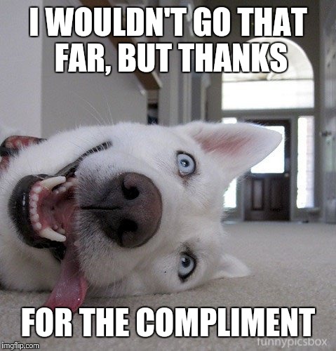 Goofy Dog | I WOULDN'T GO THAT FAR, BUT THANKS FOR THE COMPLIMENT | image tagged in goofy dog | made w/ Imgflip meme maker