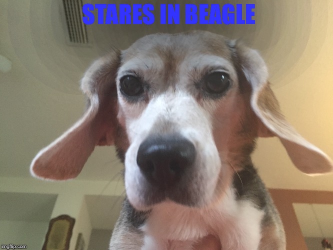 Stares in beagle | STARES IN BEAGLE | image tagged in stares in meme,stares in beagle,beagle meme,stare,beagle,serious beagle | made w/ Imgflip meme maker