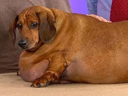 Wiener dog (FAT) Blank Meme Template