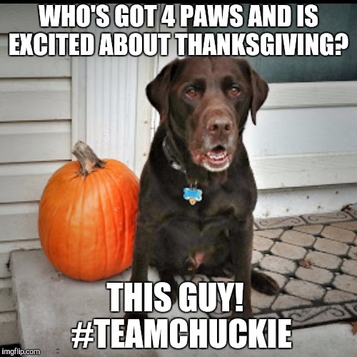 Excited about Thanksgiving  | WHO'S GOT 4 PAWS AND IS EXCITED ABOUT THANKSGIVING? THIS GUY!   #TEAMCHUCKIE | image tagged in chuckie the chocolate lab,thanksgiving,fall,excited,dog,labrador | made w/ Imgflip meme maker
