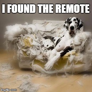I think dogs are just trying to help | I FOUND THE REMOTE | image tagged in funny dogs,couch | made w/ Imgflip meme maker