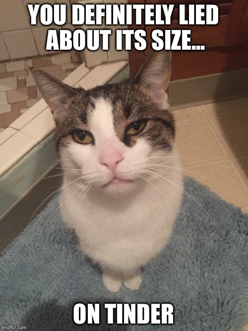 Tinder | YOU DEFINITELY LIED ABOUT ITS SIZE... ON TINDER | image tagged in cat,liar | made w/ Imgflip meme maker