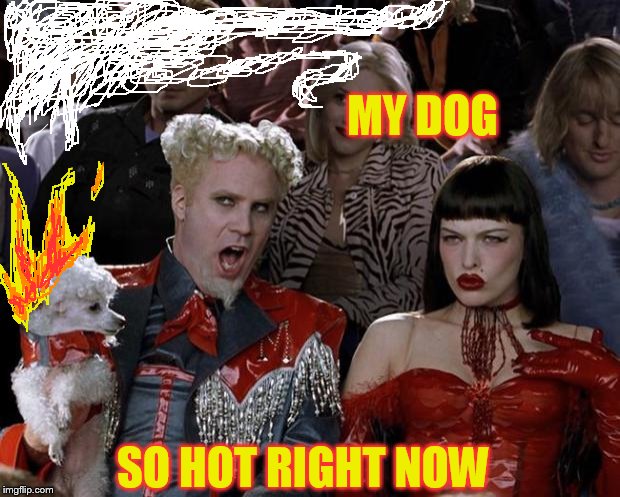 No dogs were burned in the making of this meme. | MY DOG SO HOT RIGHT NOW | image tagged in memes,mugatu so hot right now,dogs | made w/ Imgflip meme maker