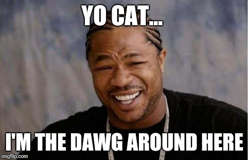 Yo Dawg Heard You Meme | YO CAT... I'M THE DAWG AROUND HERE | image tagged in memes,yo dawg heard you | made w/ Imgflip meme maker