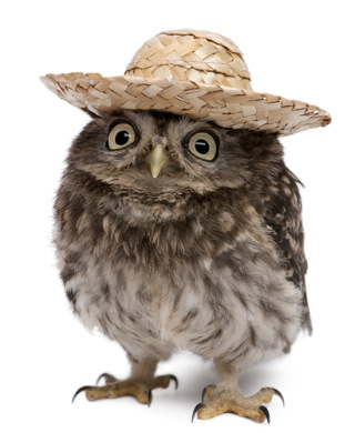 sombrero owl Blank Meme Template
