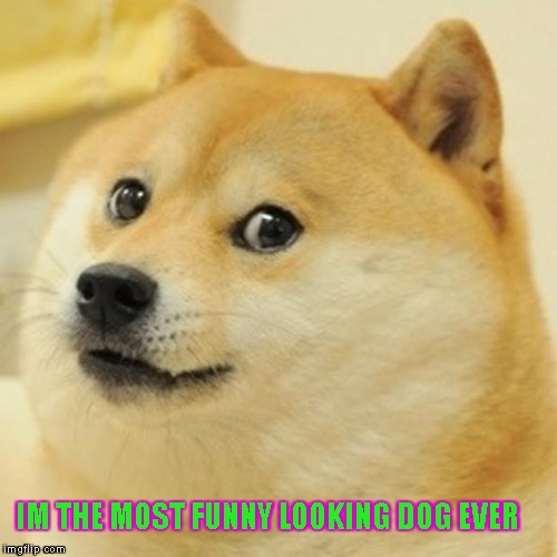 Doge | IM THE MOST FUNNY LOOKING DOG EVER | image tagged in memes,doge | made w/ Imgflip meme maker