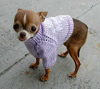 Fearful Chihuahua Blank Meme Template