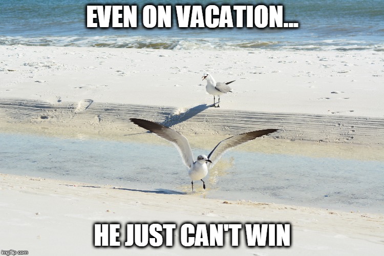 EVEN ON VACATION... HE JUST CAN'T WIN | image tagged in navarre beach,vacation,queen,ladies rule,laughing gull,seagull | made w/ Imgflip meme maker