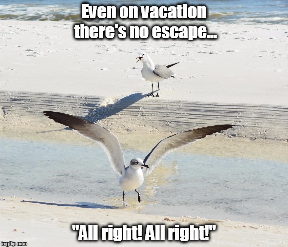 There's no escaping! | Even on vacation there's no escape... "All right! All right!" | image tagged in queen,laughing gull,navarre beach,seagull,kjmoments | made w/ Imgflip meme maker