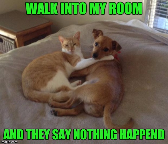 Cats and dogs living together | WALK INTO MY ROOM AND THEY SAY NOTHING HAPPEND | image tagged in cats and dogs living together | made w/ Imgflip meme maker