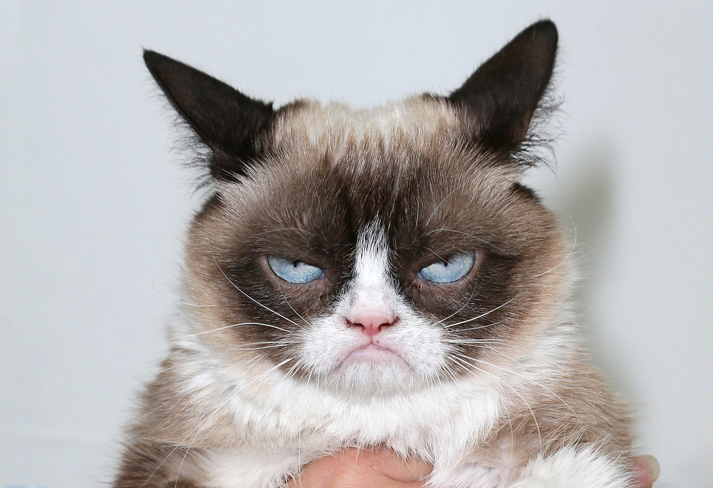 Super Grumpy Cat Blank Meme Template
