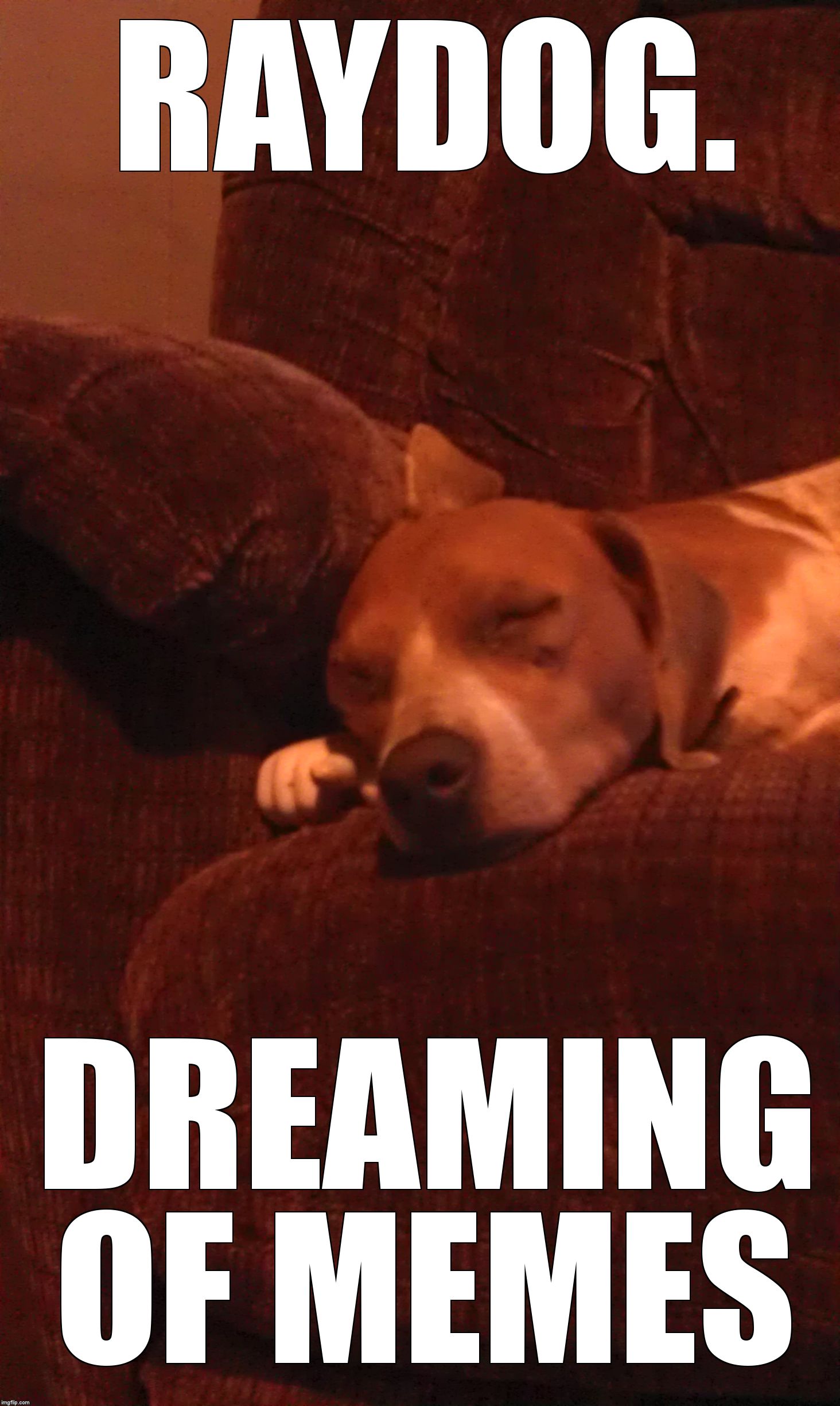 RAYDOG.  DREAMING OF MEMES | image tagged in sleeping beagle | made w/ Imgflip meme maker