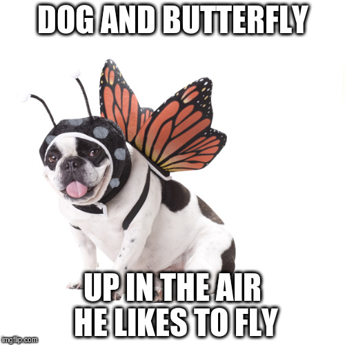 By Heart | DOG AND BUTTERFLY UP IN THE AIR HE LIKES TO FLY | image tagged in dog butterfly,heart,memes | made w/ Imgflip meme maker