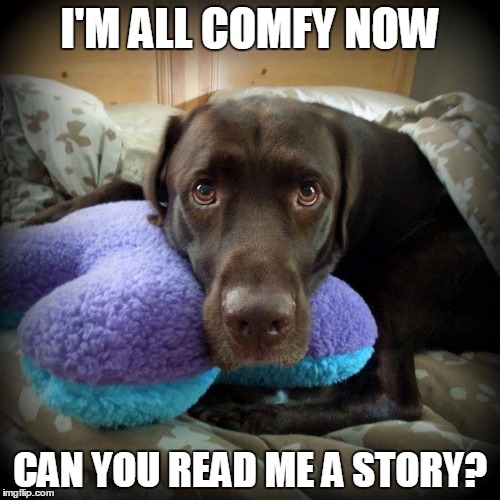 I'M ALL COMFY NOW CAN YOU READ ME A STORY? | image tagged in chuckie the chocolate lab | made w/ Imgflip meme maker