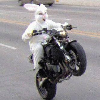 Funny bunny motorcycle wheelie Blank Meme Template